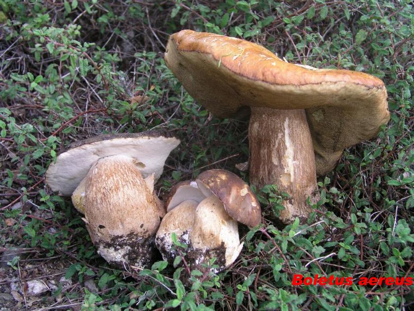 Porcini giganti